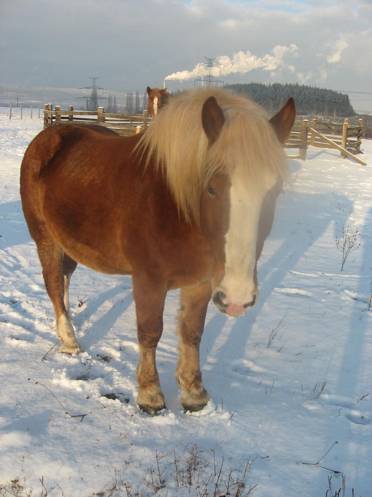 matýsek