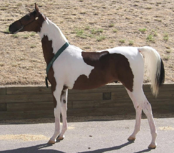 Espigo