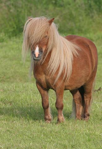 Oskar