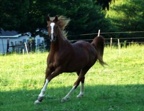 Bianka